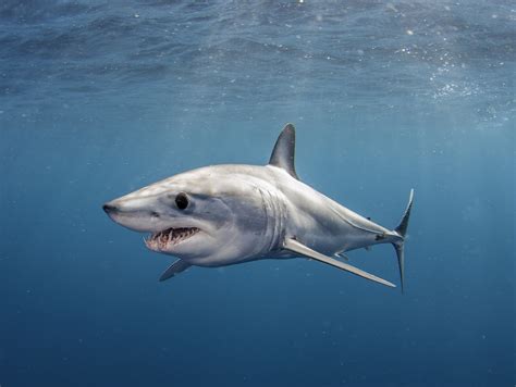 How Fast Does a Mako Shark Swim: And Why Do They Never Get Invited to Tea Parties?