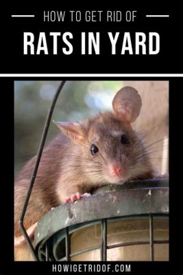 How to Get Rid of Outdoor Rats: And Why They Might Be Better at Chess Than You Think