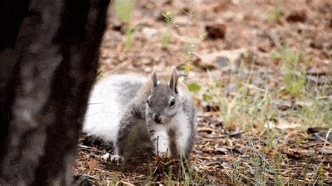 Is Running in Place as Good as Running? And Why Do Squirrels Always Look So Busy?