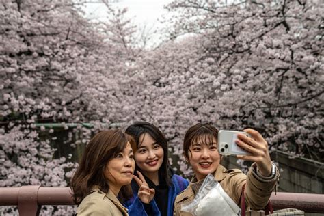 도쿄 벚꽃 개화시기, 그리고 시간 여행자의 우연한 만남