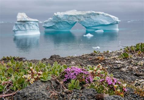 What Does Flowers Blooming in Antarctica Mean?