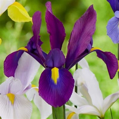 Where to Buy Iris Flowers