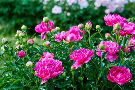 Where to Buy Peony Flowers in New York City